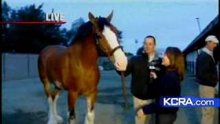 Bud Clydesdales Visiting Fairfield [upl. by Arrehs761]