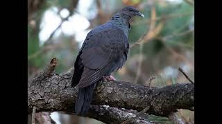 Columba janthina Black Woodpigeon [upl. by Novihs]