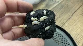 Charcoal for Isopod Food [upl. by Web391]