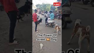 DAHOD shortsdahodnews doglife shortsvideo india gujarat dog doglover dogshorts [upl. by Fadden500]