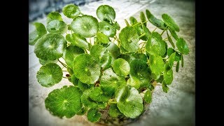 Grow thankuni DOLLARWEED moneyworts pennywort Hydrocotyle umbellata  गोटू कोला  পয়সা পাতা [upl. by Rhett]