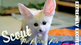 Fennec Fox Extremely Excited amp Screaming [upl. by Myron401]