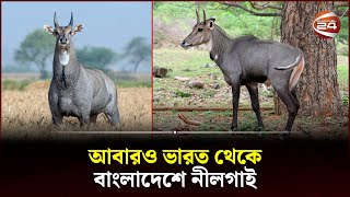 প্রাণিটির অবাধ বিচরণ নিশ্চিতে কাজ করছে বন বিভাগ  Nilgai  Dinajpur  Channel 24 [upl. by Beghtol]