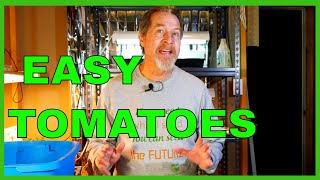 How to Start Tomatoes from Seed Indoors Complete Guide [upl. by Gayl473]