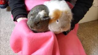 HOW TO Handle Guinea Pigs Correctly [upl. by Cyprio]