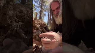 How To Find Obsidian obsidian stonetools dragonglass bushcraft survival caveman knapping [upl. by Anwahsad237]