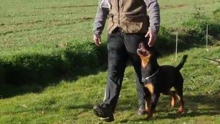 Joy Rottweiler Obéissance RCI quotObediencequot Frédéric fourney  Dog Trainer [upl. by Thaddaus]