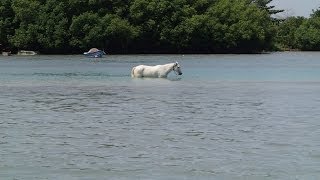 Royal Caribbean  Freedom of the Seas  Horseback Riding Jamaica  Part 4 [upl. by Ainesy]