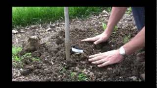 How to Plant a Grape Vine  Gurneys Video [upl. by Arley191]