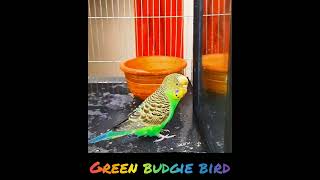 Green budgie bird🦜 🍎🍊🍋🍐🥬🫐🍆🍇 [upl. by Ahseiym]