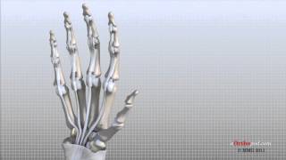 Hand Anatomy Animated Tutorial [upl. by Eeclehc]