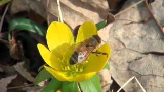 Honey bee collects pollen from winter aconite [upl. by Ennaeirrac]