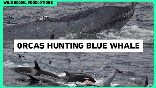 ORCAS KILL BLUE WHALES  3 Rare Footages Of Orcas Hunting Blue Whales In The Coasts Of Australia [upl. by Vachil]