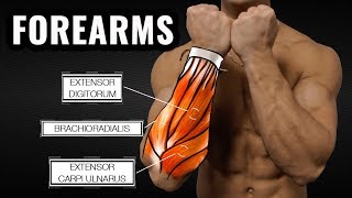 The Best ScienceBased Forearm Workout for Size and Strength [upl. by Pamella]