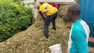 How to make silage at home [upl. by Hulda]