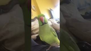 Malayalam speaking parrot Sonu [upl. by Asssilem]