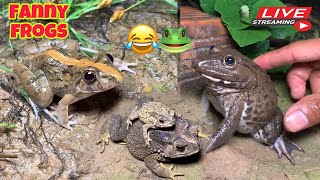 Wep wep catching froggy funny  Try dont laugh catch frogs🐸 [upl. by Llehcnom702]