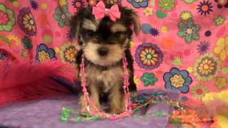 The Chipettes Brittany Jeanette amp Eleanor Morkie Puppies 6weeks old [upl. by Colas]