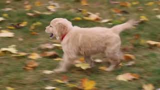 Golden Retriever Puppy For Sale [upl. by Eillime]