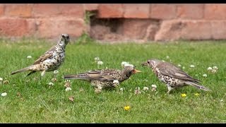 Mistle Thrush Bird Call Bird Song [upl. by Ecneret74]