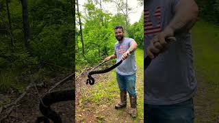 Timber Rattlesnake season PA 2024 rattlesnake snake venomous hunting [upl. by Ahtanaram]