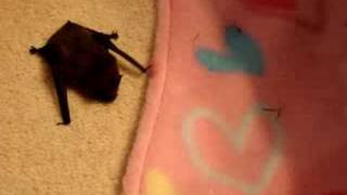 Tiny pipistrelle bat found on the driveway [upl. by Assyli]