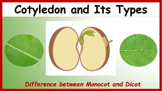 What is Cotyledon Difference between Monocotyledon amp Dicotyledon with Examples  Monocot Vs Dicot [upl. by Labana935]