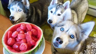 WATERMELON DOG TREAT How to make Frozen DIY Dog Treats  Snacks with the Snow Dogs 34 [upl. by Rosenwald]