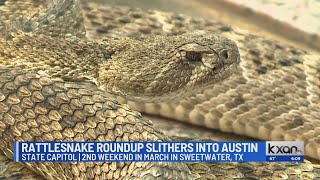 Rattlesnake Roundup at the Texas State Capitol [upl. by Halyahs]