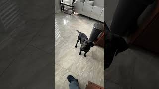 Beans morning routine labradorretriever blacklabs dogtraining puppy dogdad [upl. by Wier761]