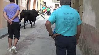 TORO DE SOGA DE LA CRUZ  RUBIELOS de MORA TERUEL 2023 [upl. by Yeltneb]