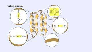 Protein Structure  Primary Secondary Tertiary and Quaternary [upl. by Ida]