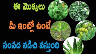 Grow these 5 devotional plants in your home  Tulasi  Maredu  Amla  Aloevera  Banana Tree [upl. by Ssor604]