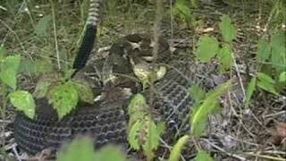 Timber Rattlesnake Crotalus horridus [upl. by Belak351]