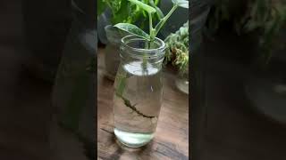 Scindapsus Pictus or Satin Pothos Plant  Propagation plant plantcare plantsinwater moneyplant [upl. by Chema]