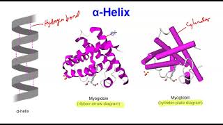 Protein Structure amp Denaturation [upl. by Ylas]