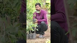 Miriyalu Plants  Black Pepper Plants  Spices Plants In Telugu  Kadiyam Abbai  Shorts  240 [upl. by Mastrianni]