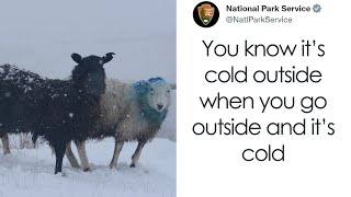 National Park Service Hired The Perfect Social Media Person As Their Tweets Are Hilarious [upl. by Novj]