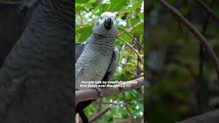 How and why do parrots talk And do they know what they’re saying [upl. by Chaffinch]