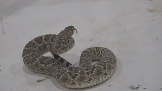 World’s Largest Rattlesnake Roundup aims to control rattlesnake population within Sweetwater [upl. by Galliett]