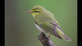 Wood Warbler Bird Sound [upl. by Nnelg605]