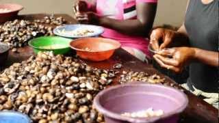 Cashew Nut Processing  Peace Corps Ghana [upl. by Miza]