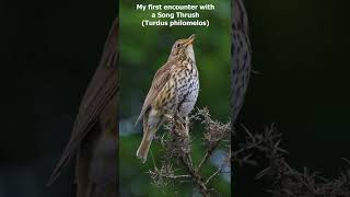 Song Thrush Turdus philomelos  Love at first Sound [upl. by Noleta]