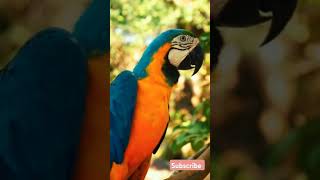 Macaw parrot parrot rareanimal cuteanimal animation aninallover explore [upl. by Naam254]