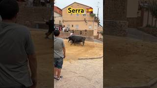 Sortie de Vaca ➡️ Serra 🇪🇸 220824 Ganadéria Hsnos Navarre de Mora de Rubielos aficionados [upl. by Mcnamee395]