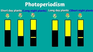 Photoperiodism [upl. by Kreit264]