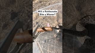 Will a rattlesnake bite a wiener snake rattlesnake [upl. by Stanwood291]