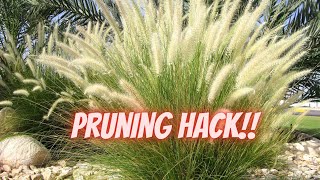 This ONE Trick Makes Pruning Grasses EASY  How to Prune Ornamental Grass [upl. by Uolymme]