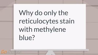 Why do reticulocytes stain with methylene blue [upl. by Wauters]