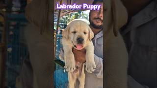 Labrador puppy🐕🐶shorts shortsfeed dog labrador [upl. by Aihsena]